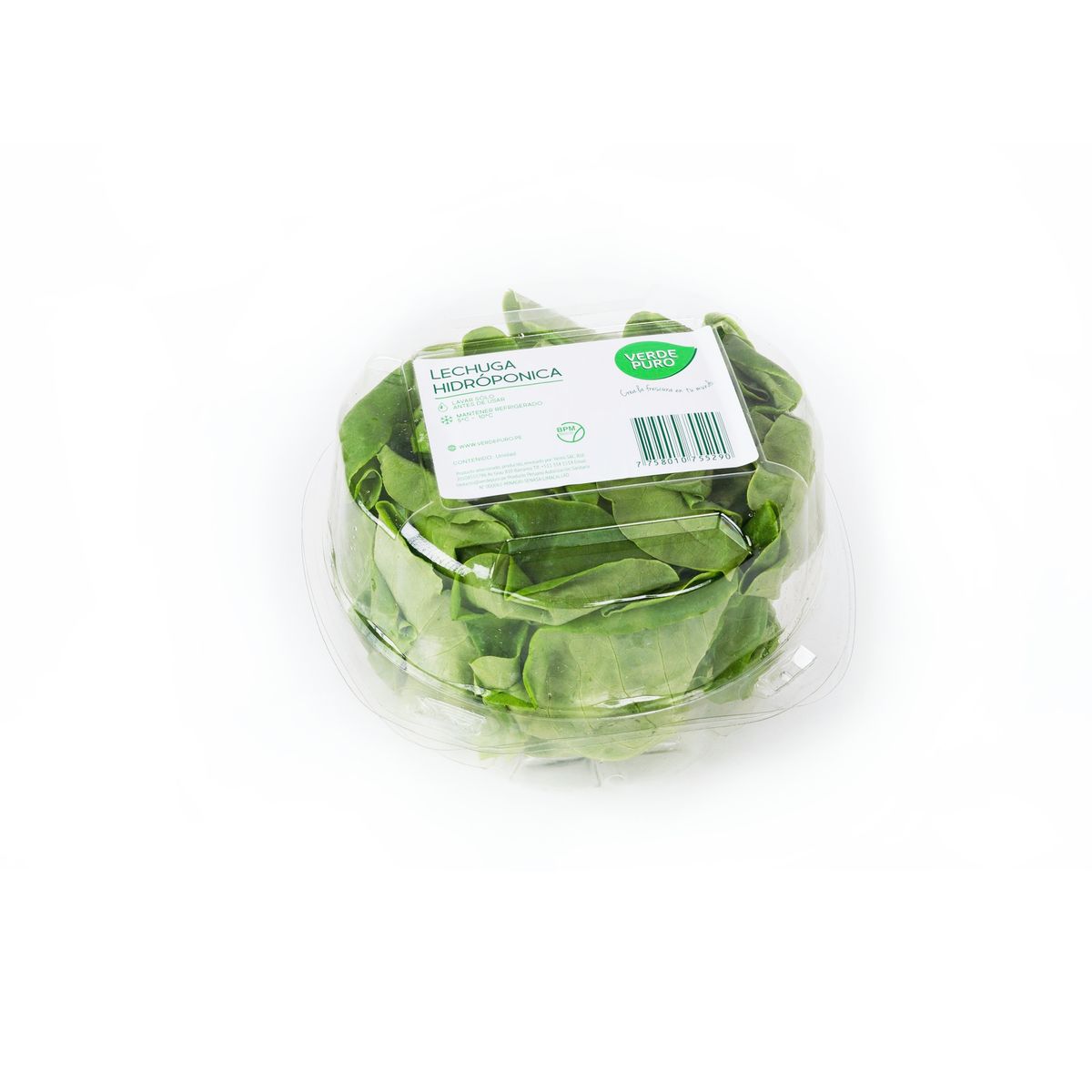 VERDE PURO - Lechuga Verde Puro x Un