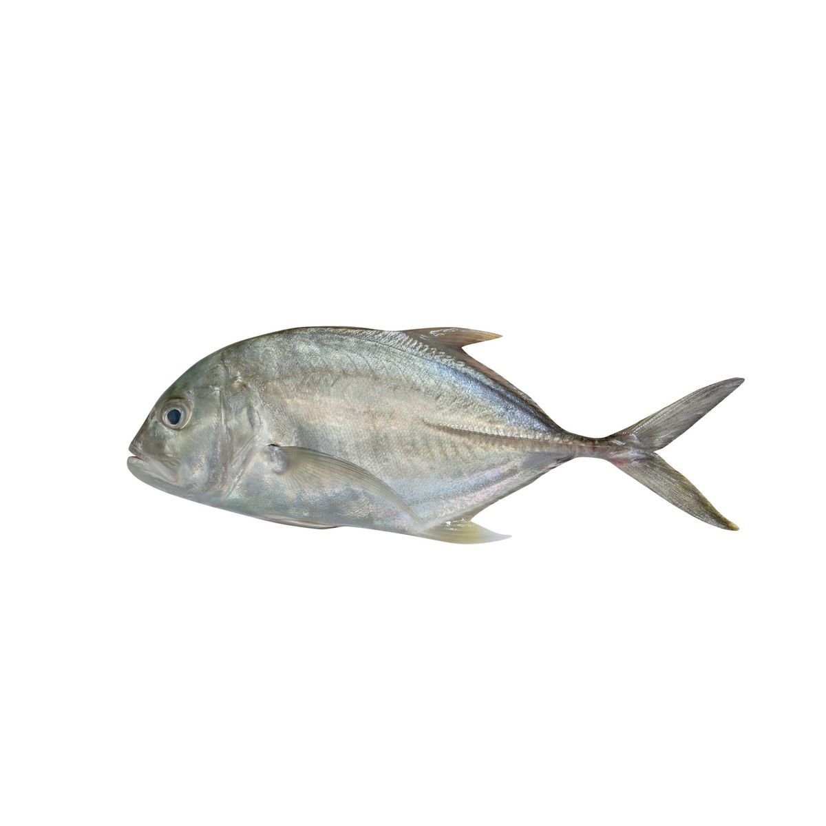 GRANEL - Chiri Entera Fresca x kg