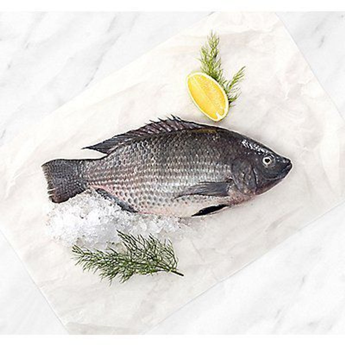 TOTTUS - TILAPIA AZUL EVISCERADA GRANDE XKG