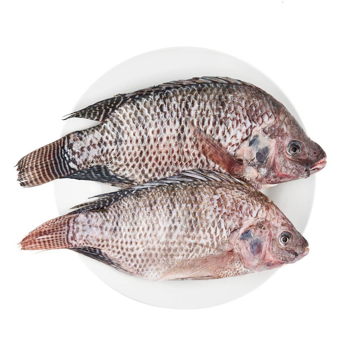 AQUA PERU - Tilapia Eviscerada Chica Entera Fresca x kg