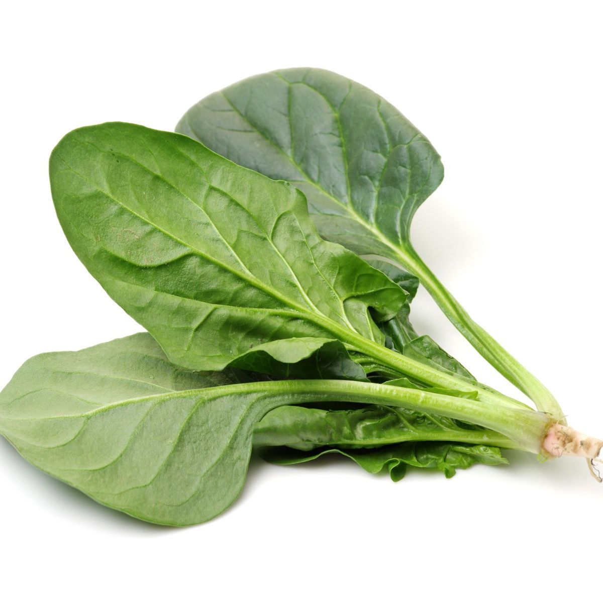VERDURAS - Acelga Orgánica X 300 g