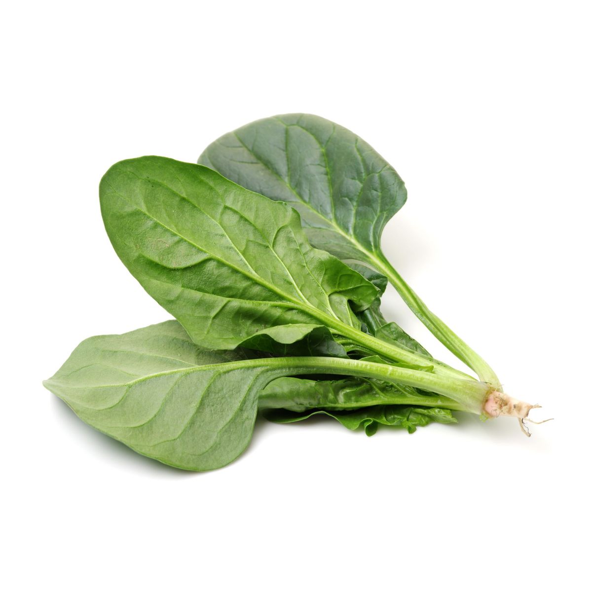 VERDURAS - Acelga Orgánica X 300 g