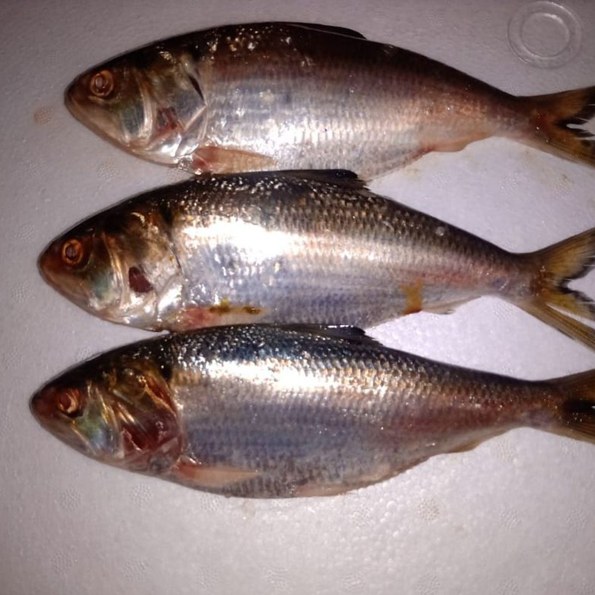 TOTTUS - Machete Entero Fresco x kg