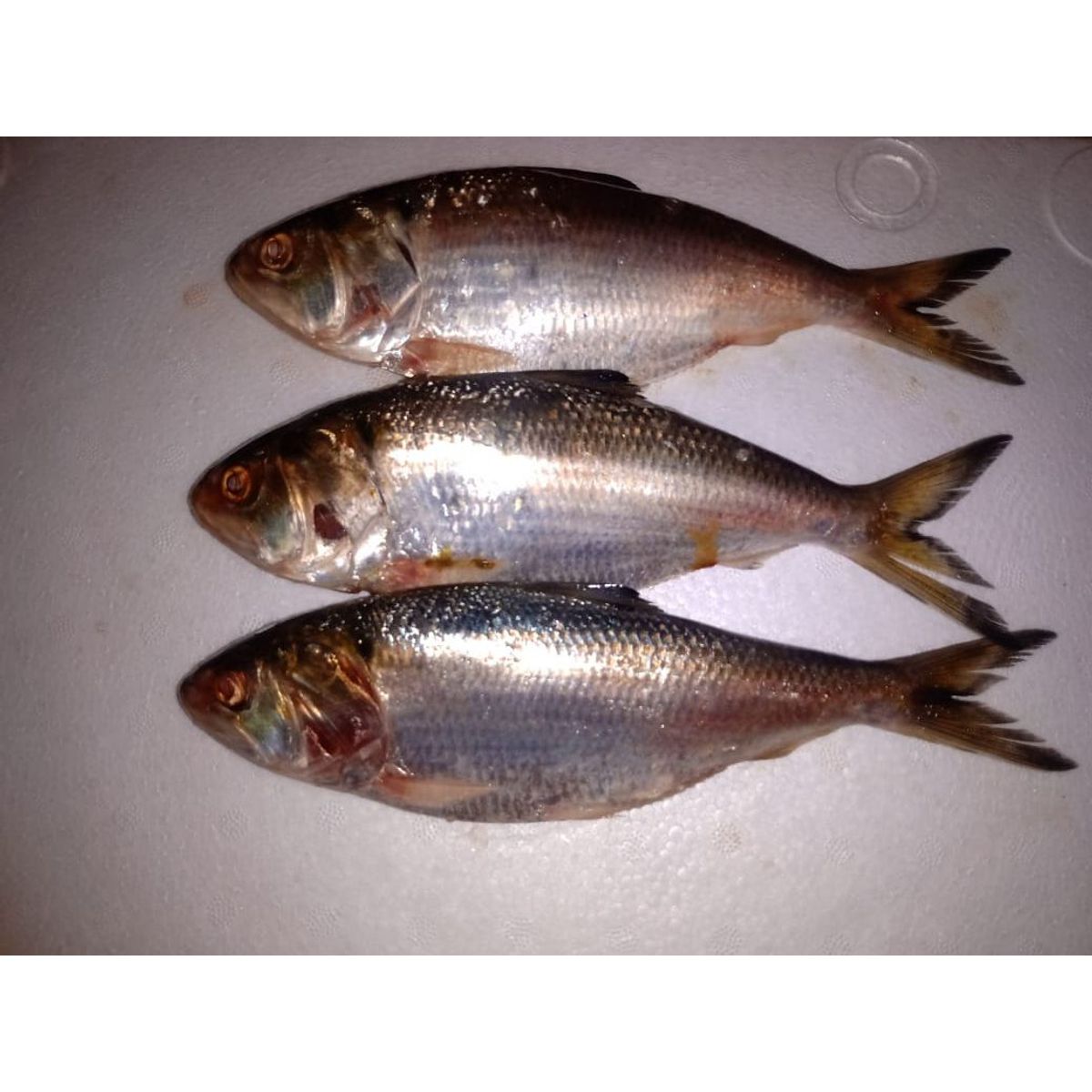 TOTTUS - Machete Entero Fresco x kg