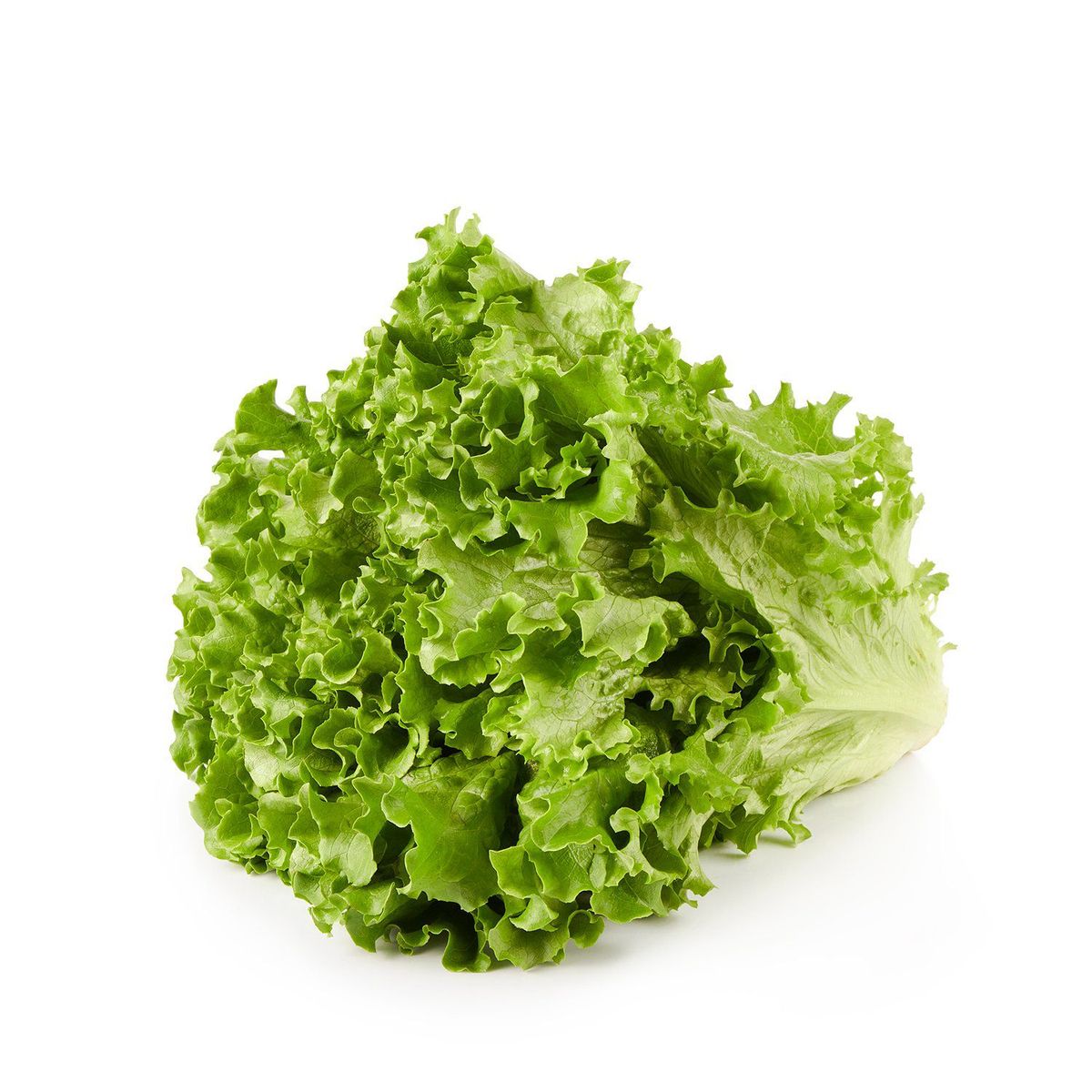 TOTTUS VERDURAS - Lechuga Crespa Tottus