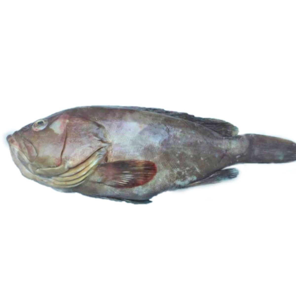 TOTTUS - Mero Murique Entero Fresco x kg