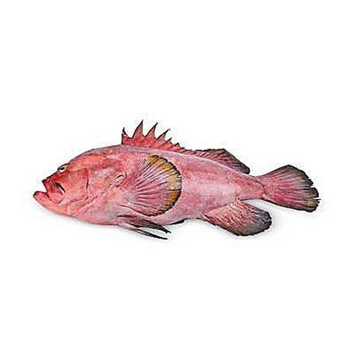 TOTTUS - Mero Rojo Entero Fresco x kg