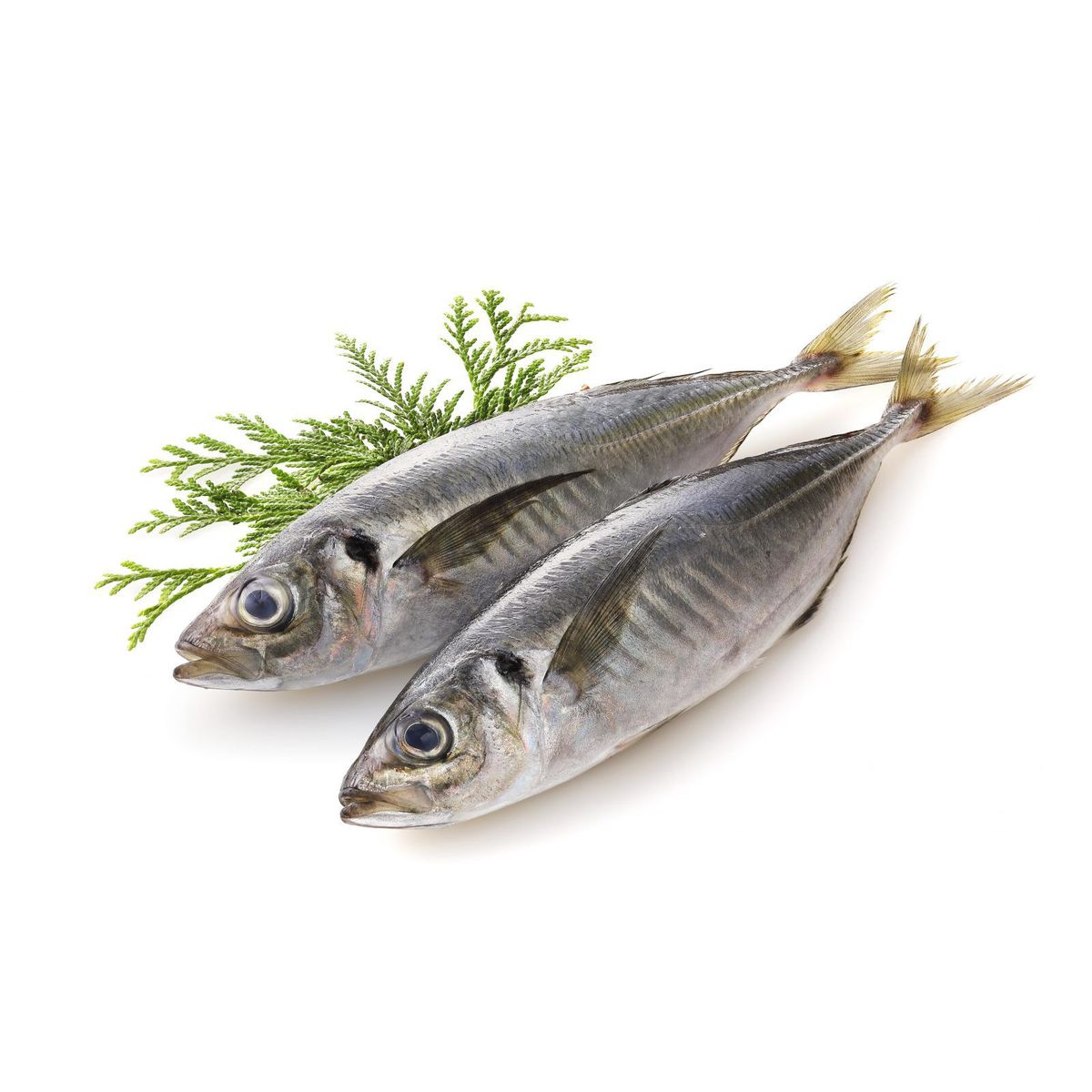 TOTTUS - Jurel Entero Congelado x Kg