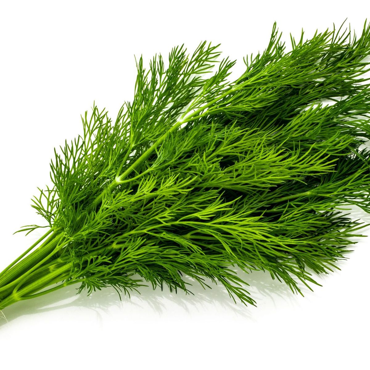 TOTTUS - Dill Tottus 40 g