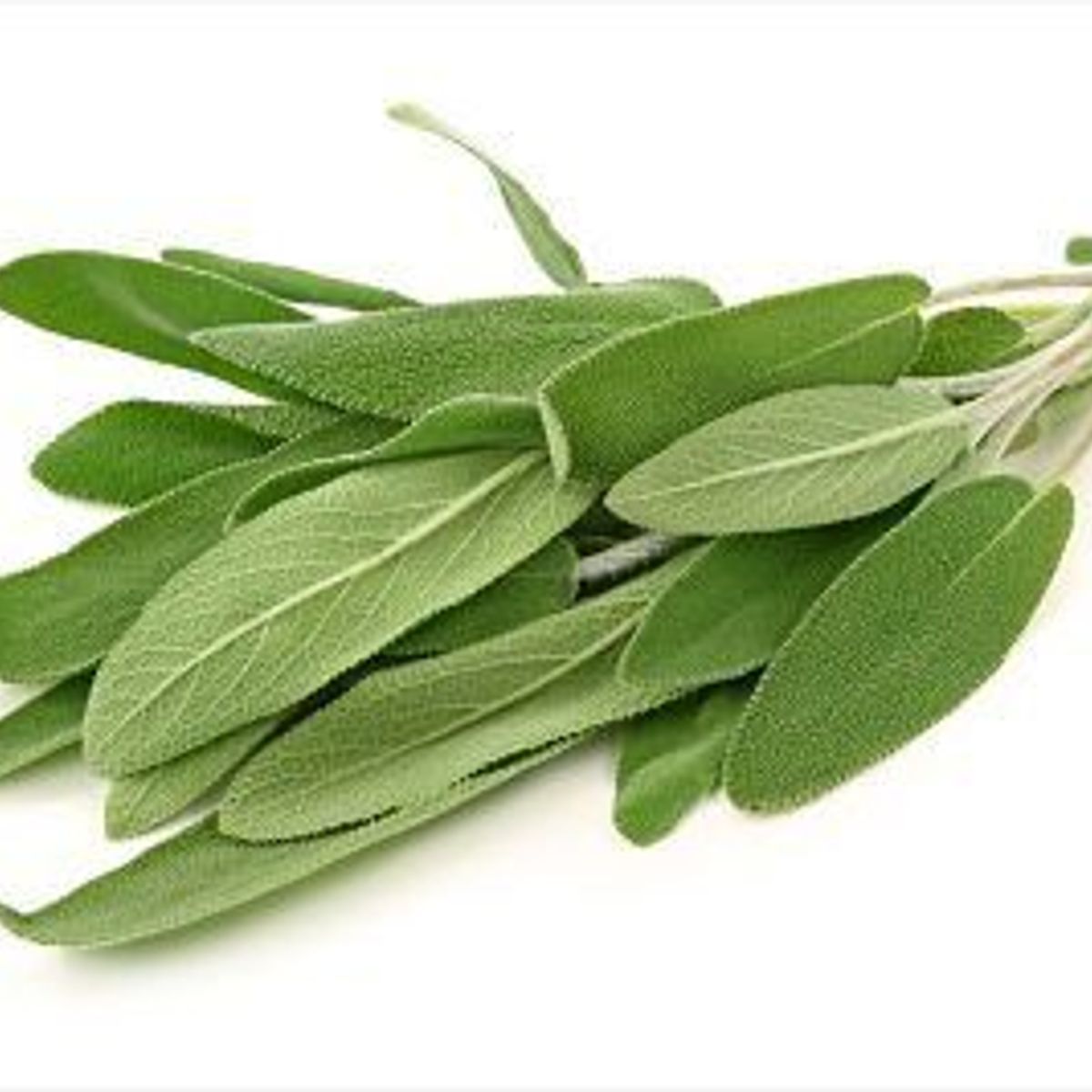 TOTTUS VERDURAS - Salvia Tottus