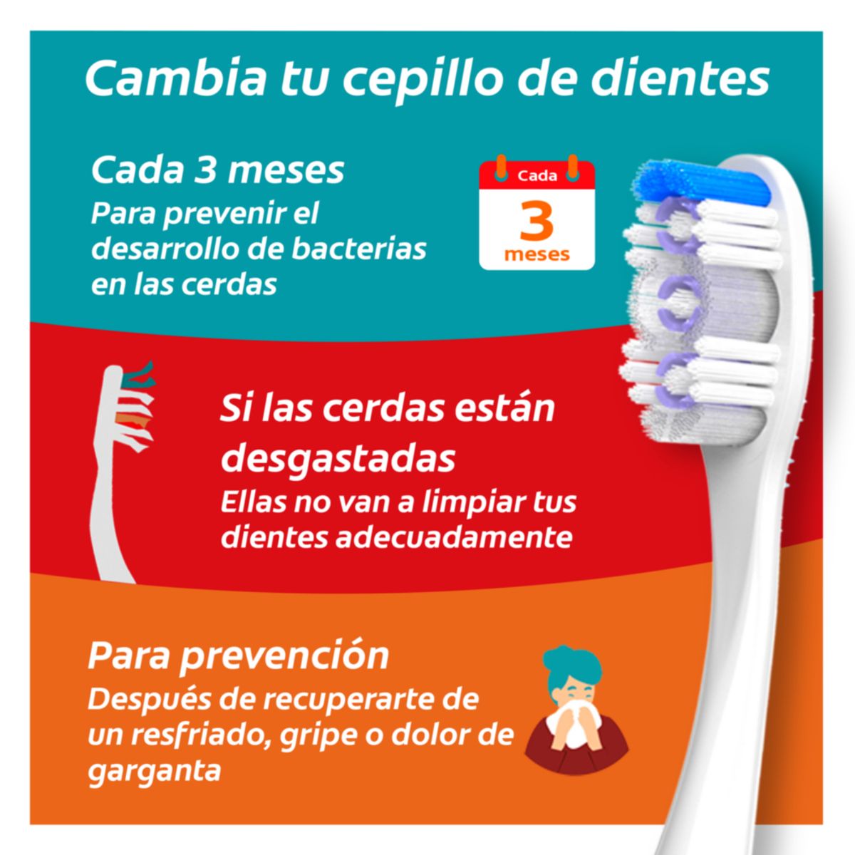 COLGATE - Cepillo De Dientes Colgate Encias Therapy Empaque 2 Und