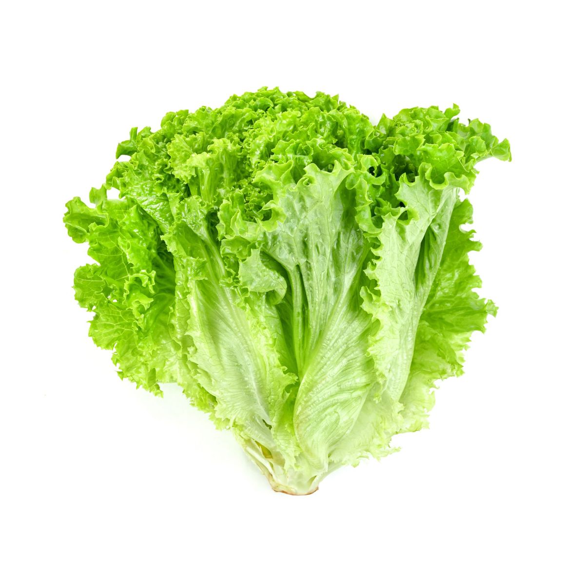 TOTTUS VERDURAS - Lechuga Orgánica Tottus X 300 g