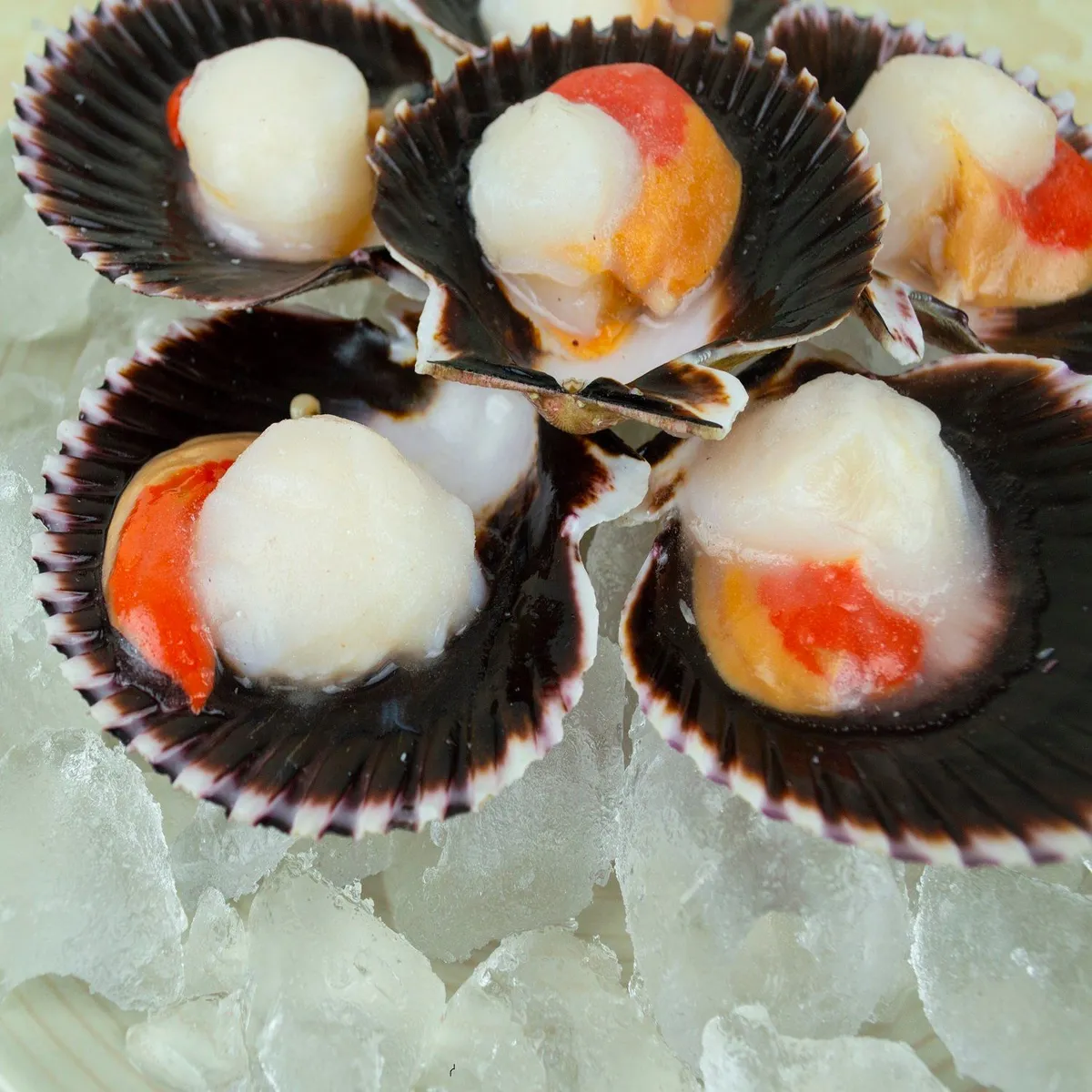 AZUL MARINO - Conchas Media Valva Extra Grande Azul Marino 6 Unidades