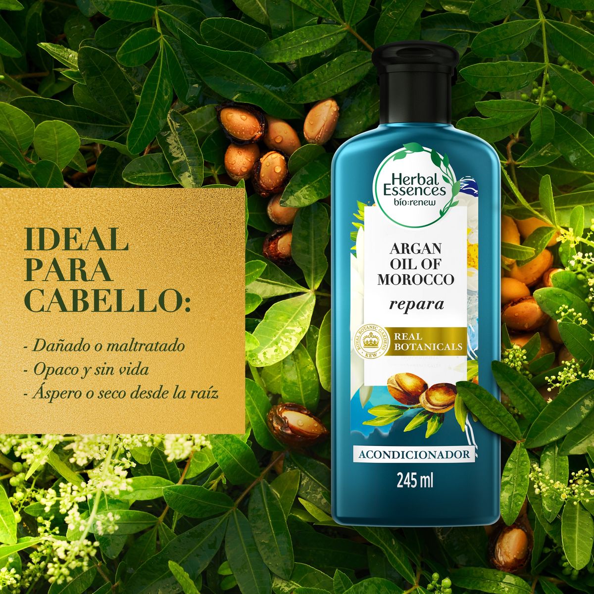 HERBAL ESSENCES - Acondicionador Herbal Essences Argan Oil Repair Botella 245 mL