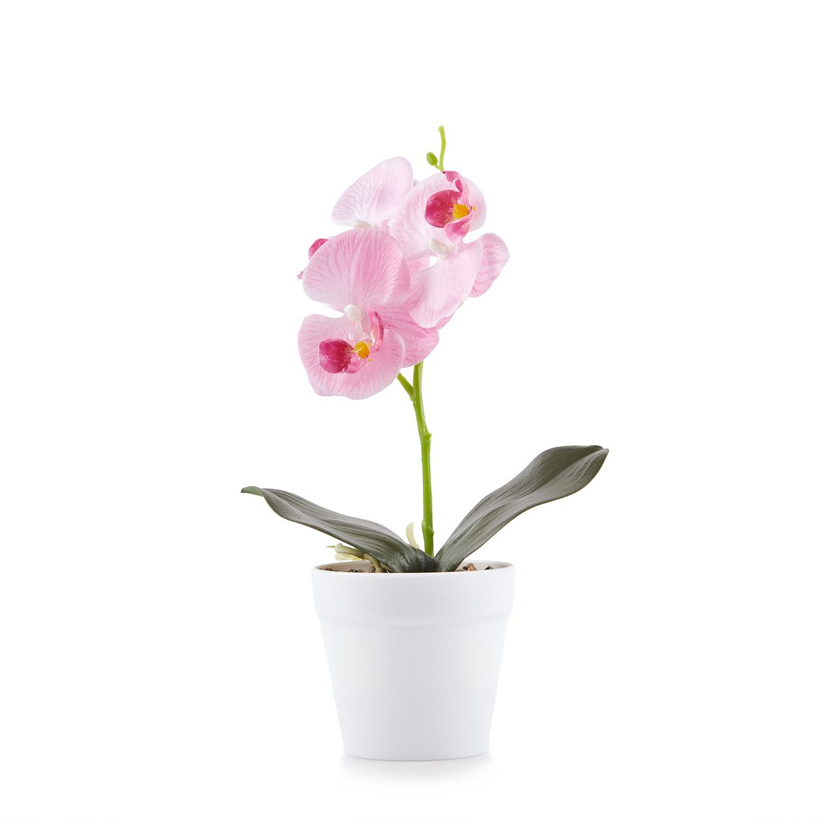  - Planta Art Orquideas 8H Surt