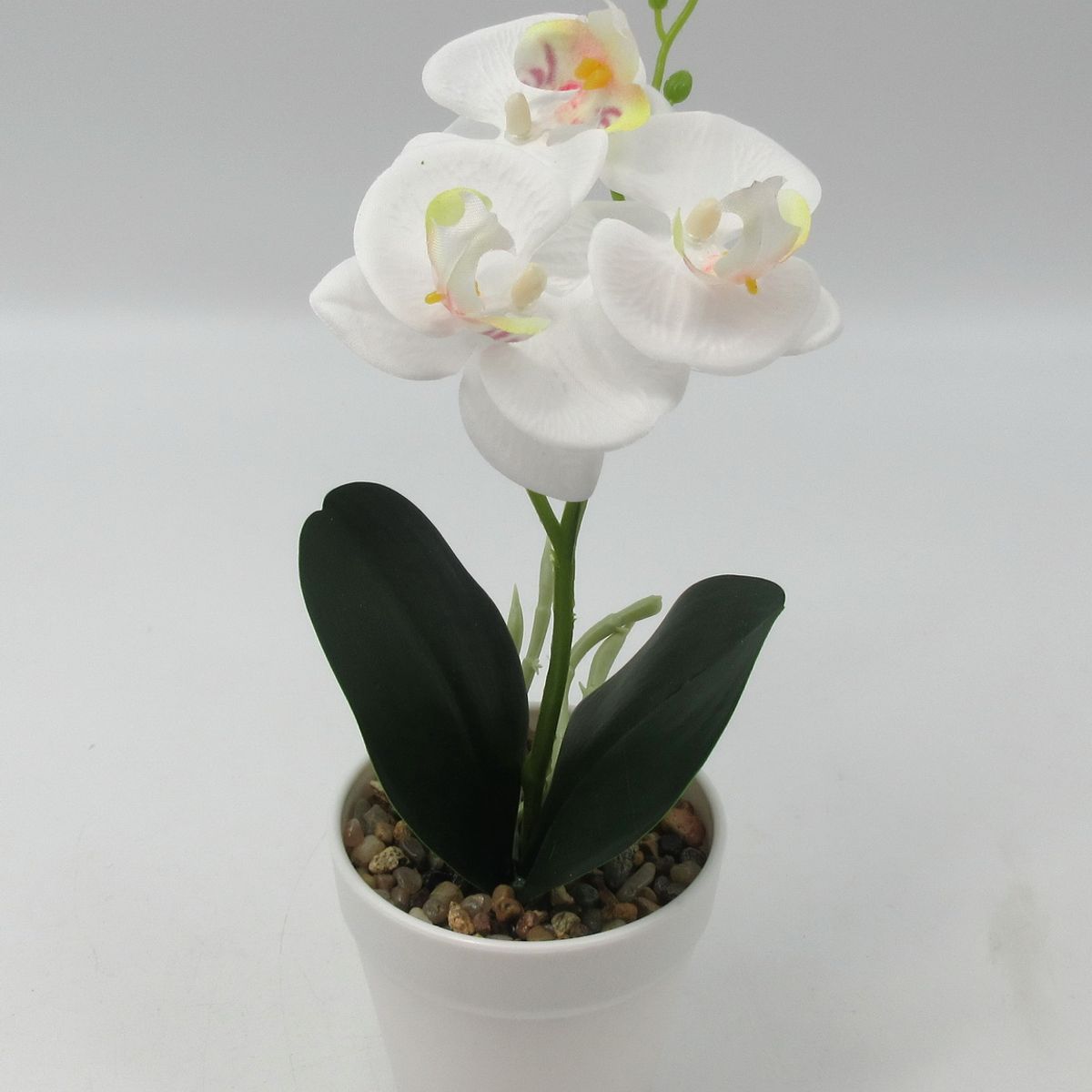  - Planta Art Orquideas 8H Surt