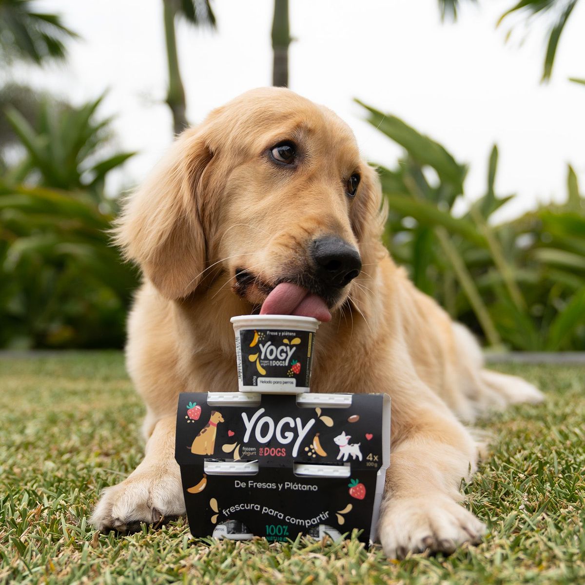 NATURAL HOME - Frozen Yogurt para Mascota Yogy Fresa Plátano Envase 100 g