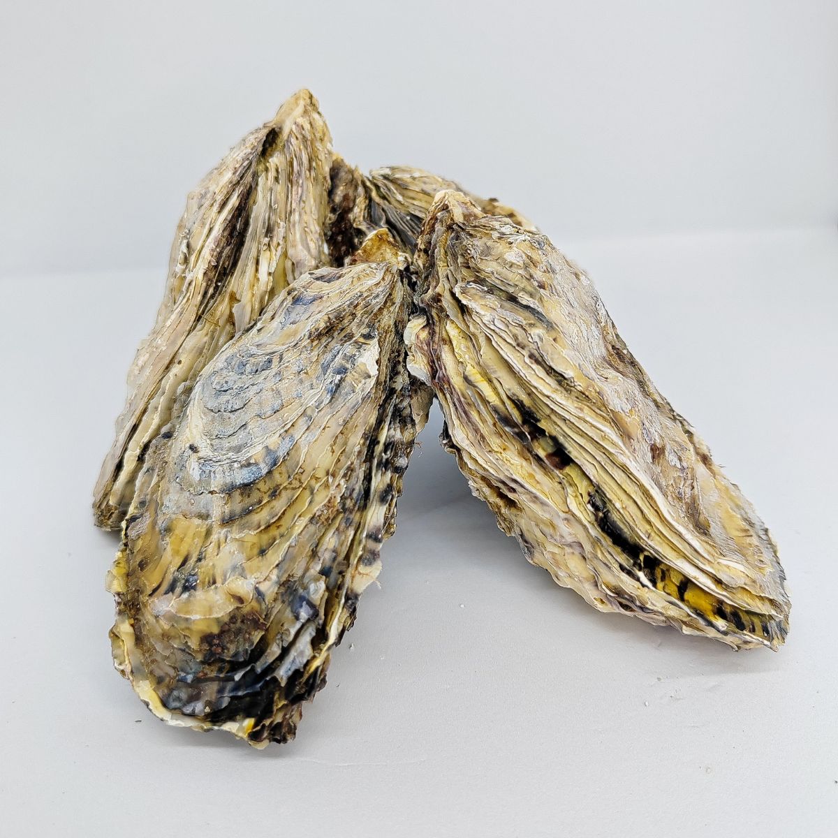 TOTTUS - OSTRAS VIVAS DE CULTIVO X UN