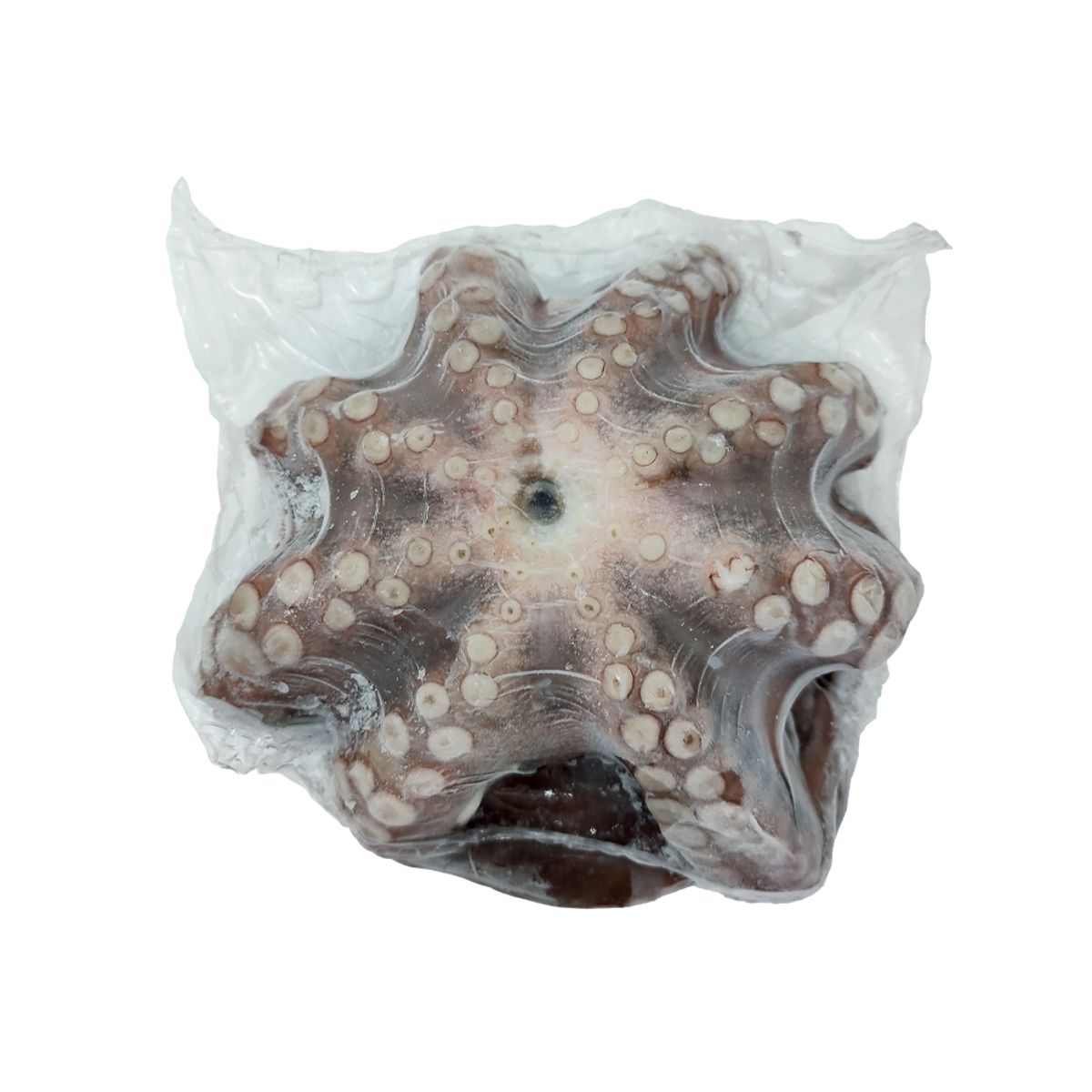 SEAFROST - Pulpo Entero Eviscerado Congelado x Kg