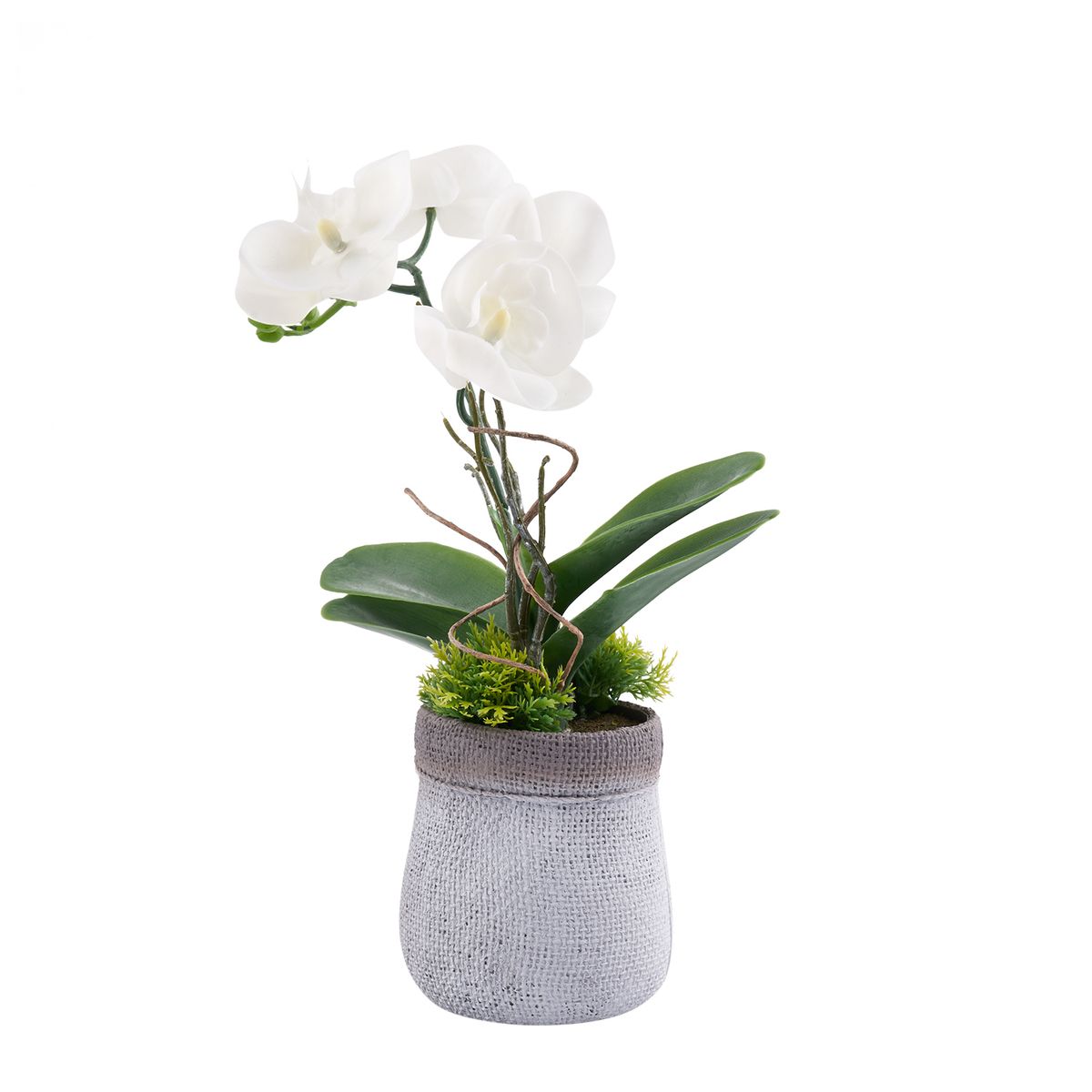  - Maceta Orquidea Surtido