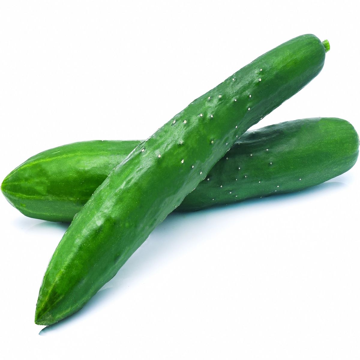 TOTTUS - Pepinillo Japonés x Un