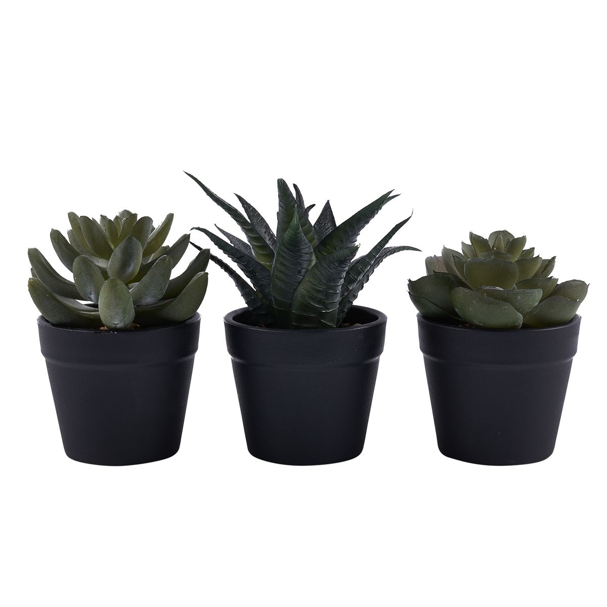Casa Joven - Pack X 3 Suculentas