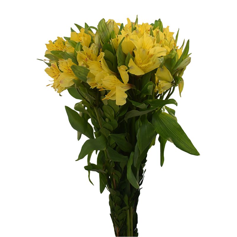 TOTTUS - Ramo De Flores Astromelias Amarillas x Un