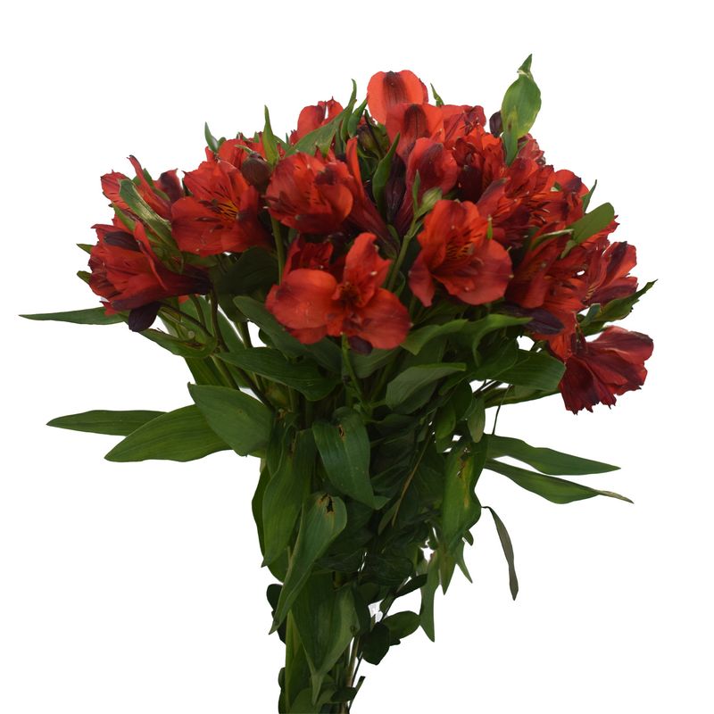 TOTTUS - Ramo De Flores Astromelias Rojas x Un