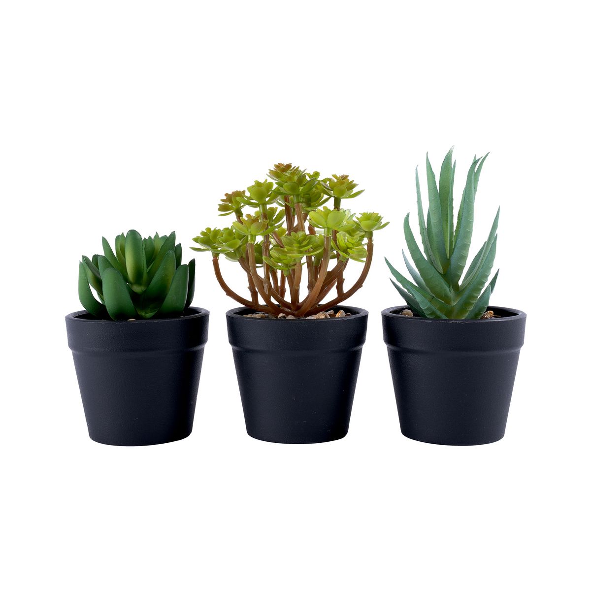 CASA JOVEN - Pack X 3 Suculentas