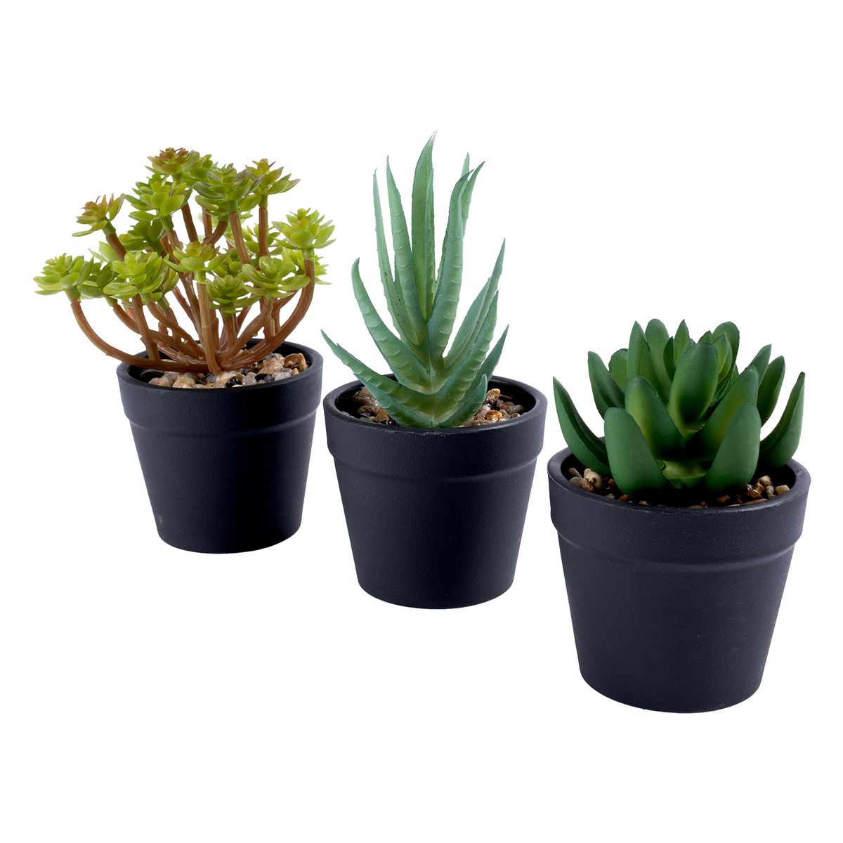 CASA JOVEN - Pack X 3 Suculentas