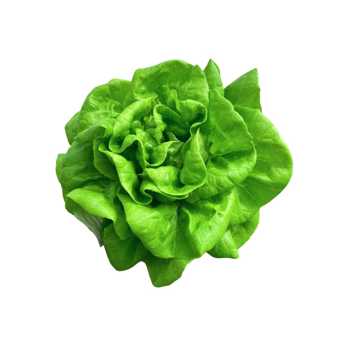 MARCE - Lechuga Seda Hidropónica Marce x Un