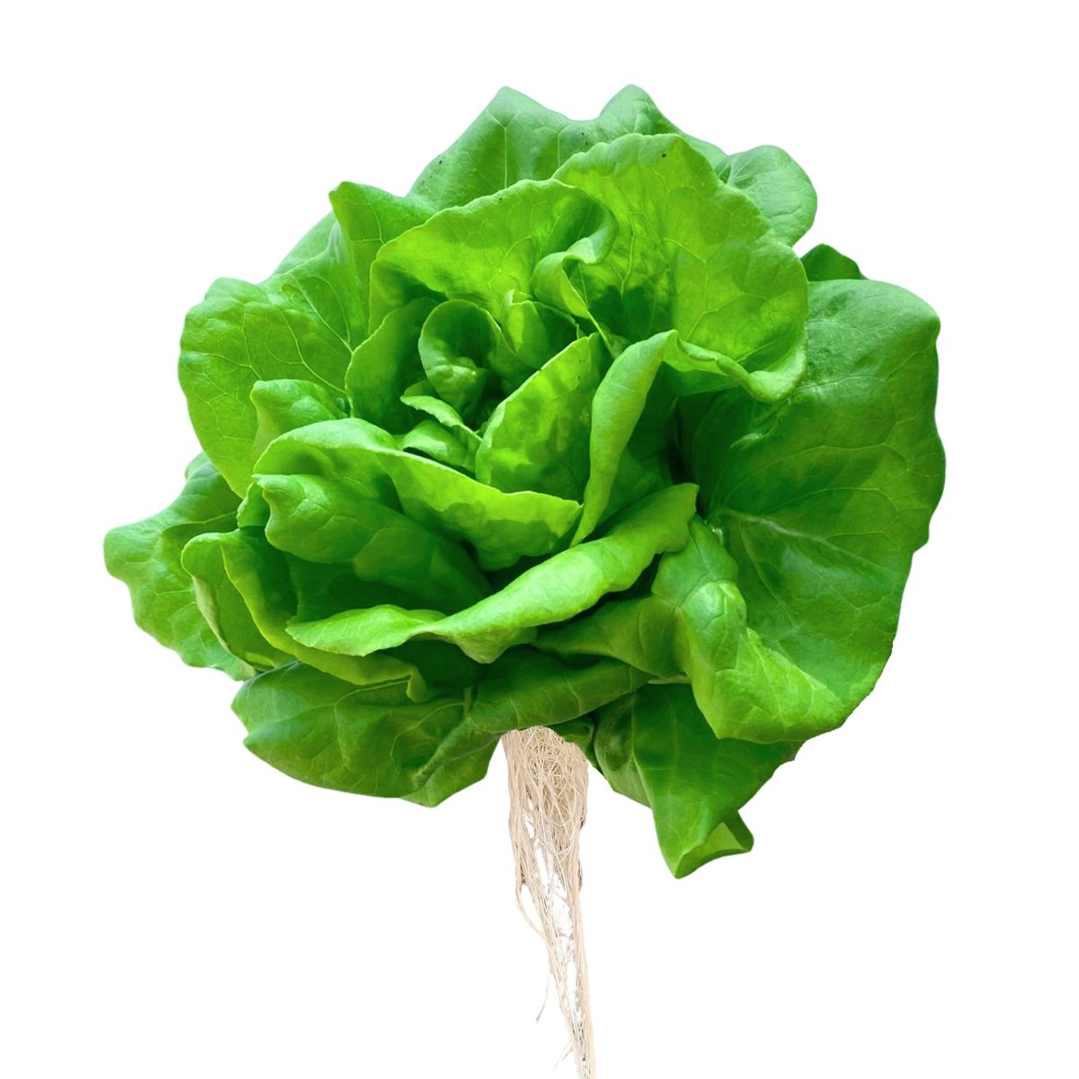 MARCE - Lechuga Seda Hidropónica Marce x Un