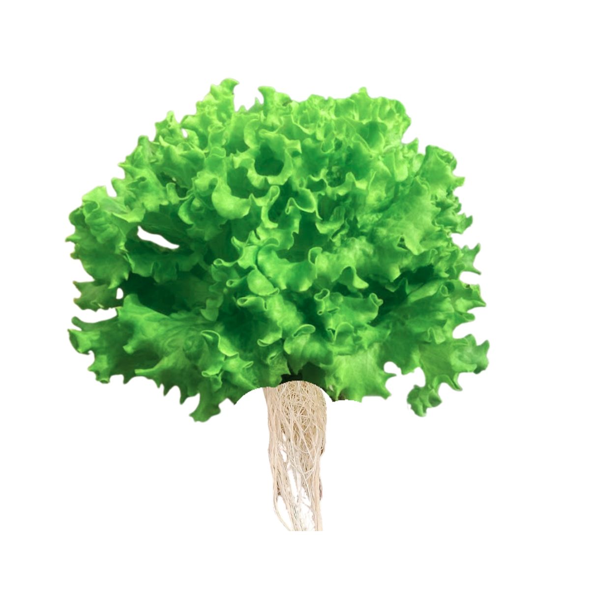 MARCE - Lechuga Crespa Hidropónica Marce x Un