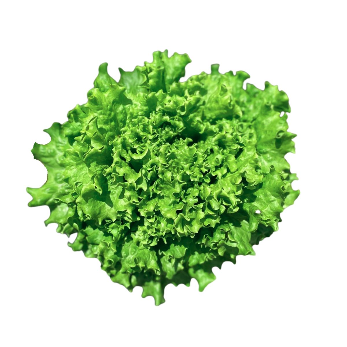 MARCE - Lechuga Crespa Hidropónica Marce x Un
